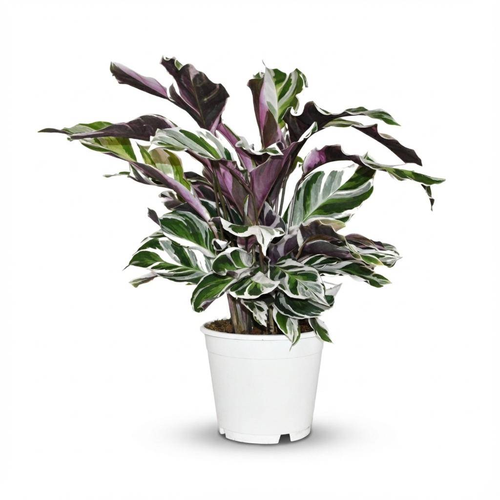Calathea Fusion blanc - Ø14cm - ↕40cm - Plantes d’intérieur - Image 1