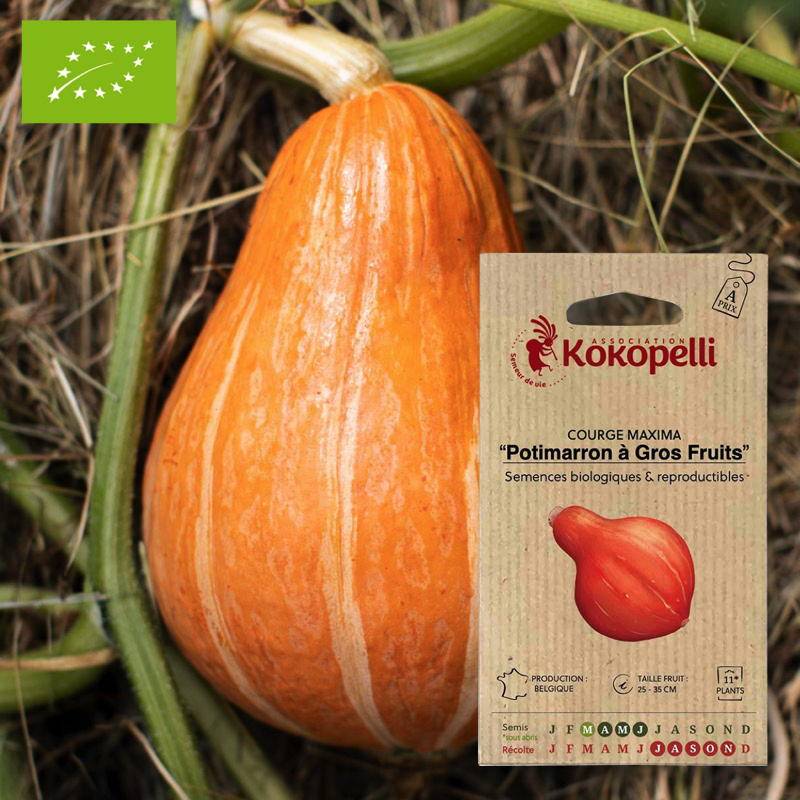 Association Kokopelli - Courge Potimarron à Gros Fruits- Graines bio à semer - Image 1