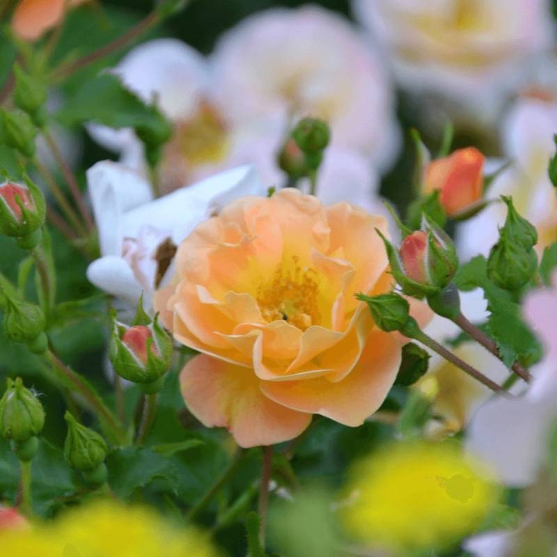 Rosier arbustif Decorosier® Calizia® 'noa 97200 a' à fleurs Orange - feuillage Caduc - Pot de 5L - 40/60 cm-  hauteur à maturité De 0,50 m à 1,00 m - Image 5