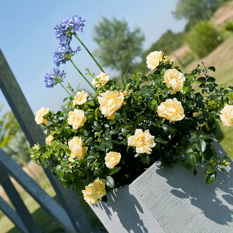 Rosier arbustif Decorosier® Calizia® 'noa 97200 a' à fleurs Orange - feuillage Caduc - Pot de 5L - 40/60 cm-  hauteur à maturité De 0,50 m à 1,00 m - Image 2