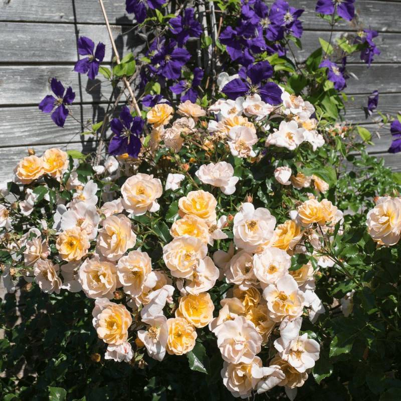 Rosier arbustif Decorosier® Calizia® 'noa 97200 a' à fleurs Orange - feuillage Caduc - Pot de 5L - 40/60 cm-  hauteur à maturité De 0,50 m à 1,00 m - Image 4