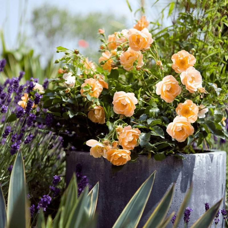 Rosier arbustif Decorosier® Calizia® 'noa 97200 a' à fleurs Orange - feuillage Caduc - Pot de 5L - 40/60 cm-  hauteur à maturité De 0,50 m à 1,00 m - Image 6