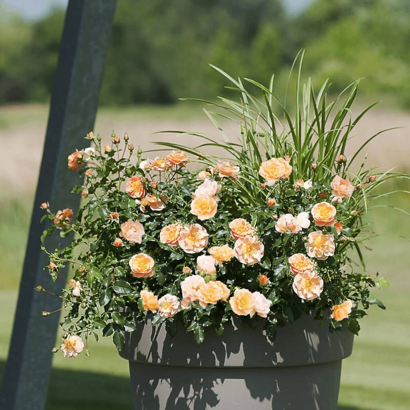 Rosier arbustif Decorosier® Calizia® 'noa 97200 a' à fleurs Orange - feuillage Caduc - Pot de 5L - 40/60 cm-  hauteur à maturité De 0,50 m à 1,00 m - Image 3