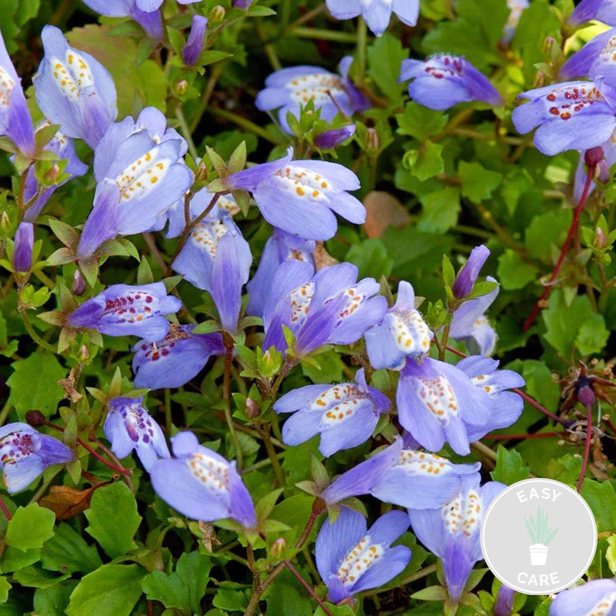 Mazus Reptans - Mazus rampant - Plantes de bassin - Plantes aquatiques - H. 10-20 cm - P. 9 cm - Image 2