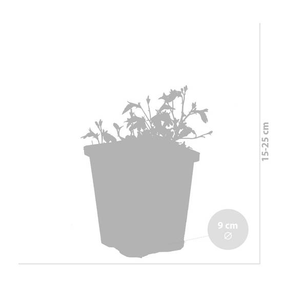 Mazus Reptans - Mazus rampant - Plantes de bassin - Plantes aquatiques - H. 10-20 cm - P. 9 cm - Image 3