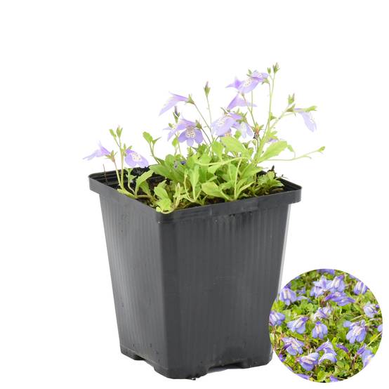 Mazus Reptans - Mazus rampant - Plantes de bassin - Plantes aquatiques - H. 10-20 cm - P. 9 cm - Image 1