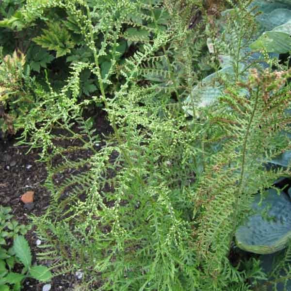 Dryopteris filix-mas Linearis Polydactyla - Fougère mâle Pot de 2L/3L