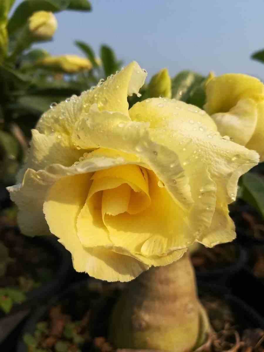 Sans Marque - Adenium obesum cv.Bananes Couleur floraison:Jaune - Taille:Caudex d'environ 150g