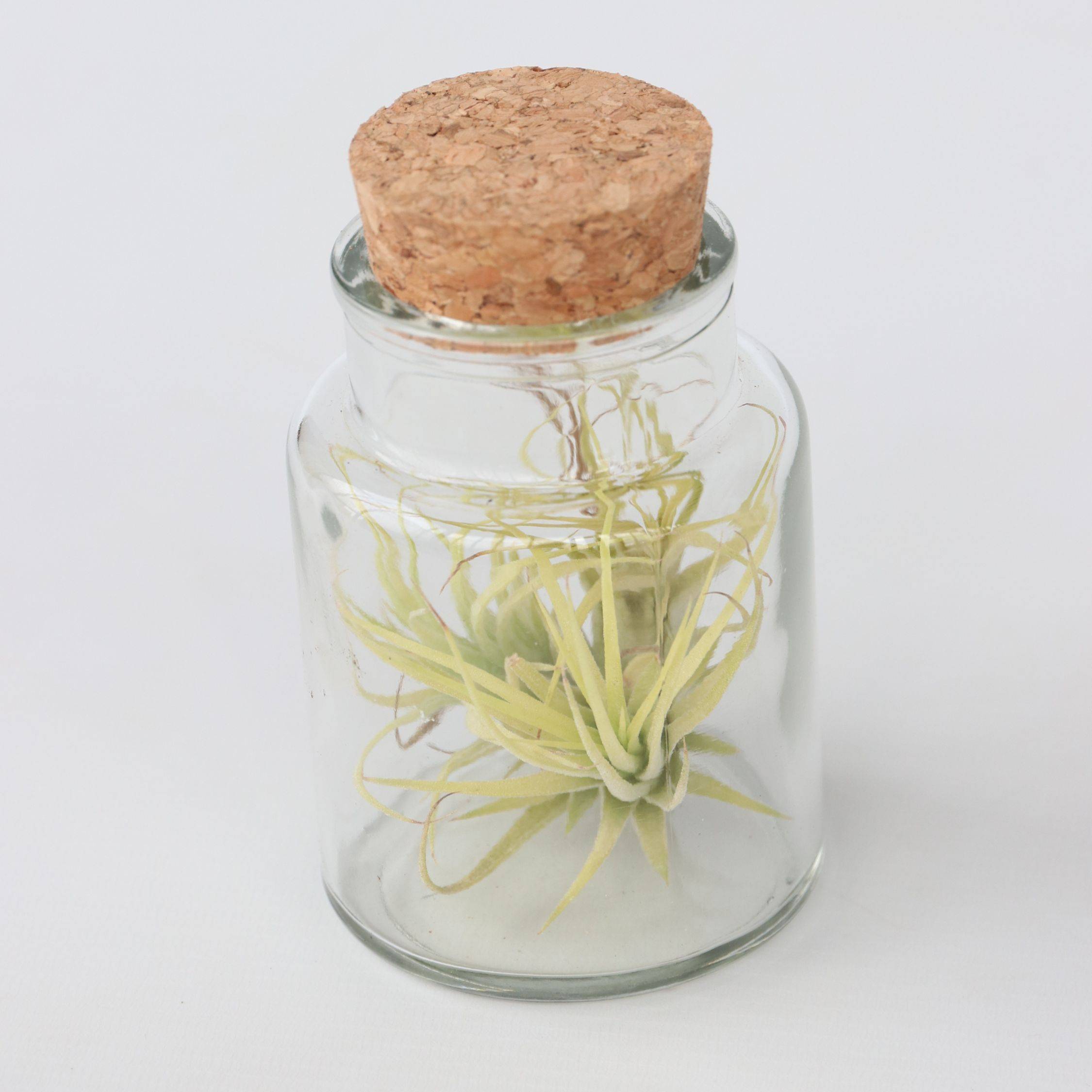 Plant In A Box - Plante aérienne - Set de 3 - Tillandsia - Hauteur 5-15cm - ⌀5cm - Image 3
