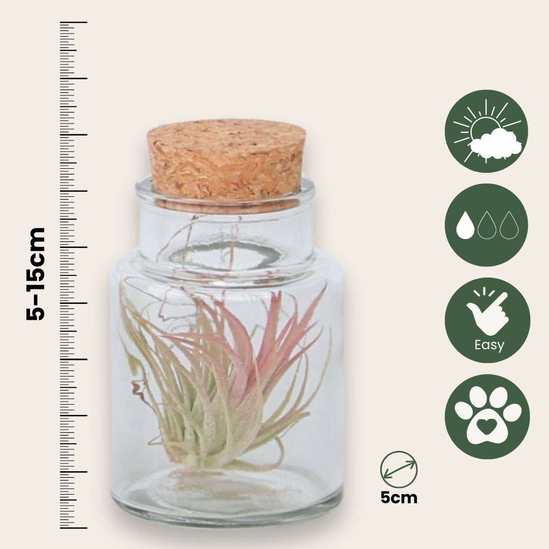 Plant In A Box - Plante aérienne - Set de 3 - Tillandsia - Hauteur 5-15cm - ⌀5cm - Image 5