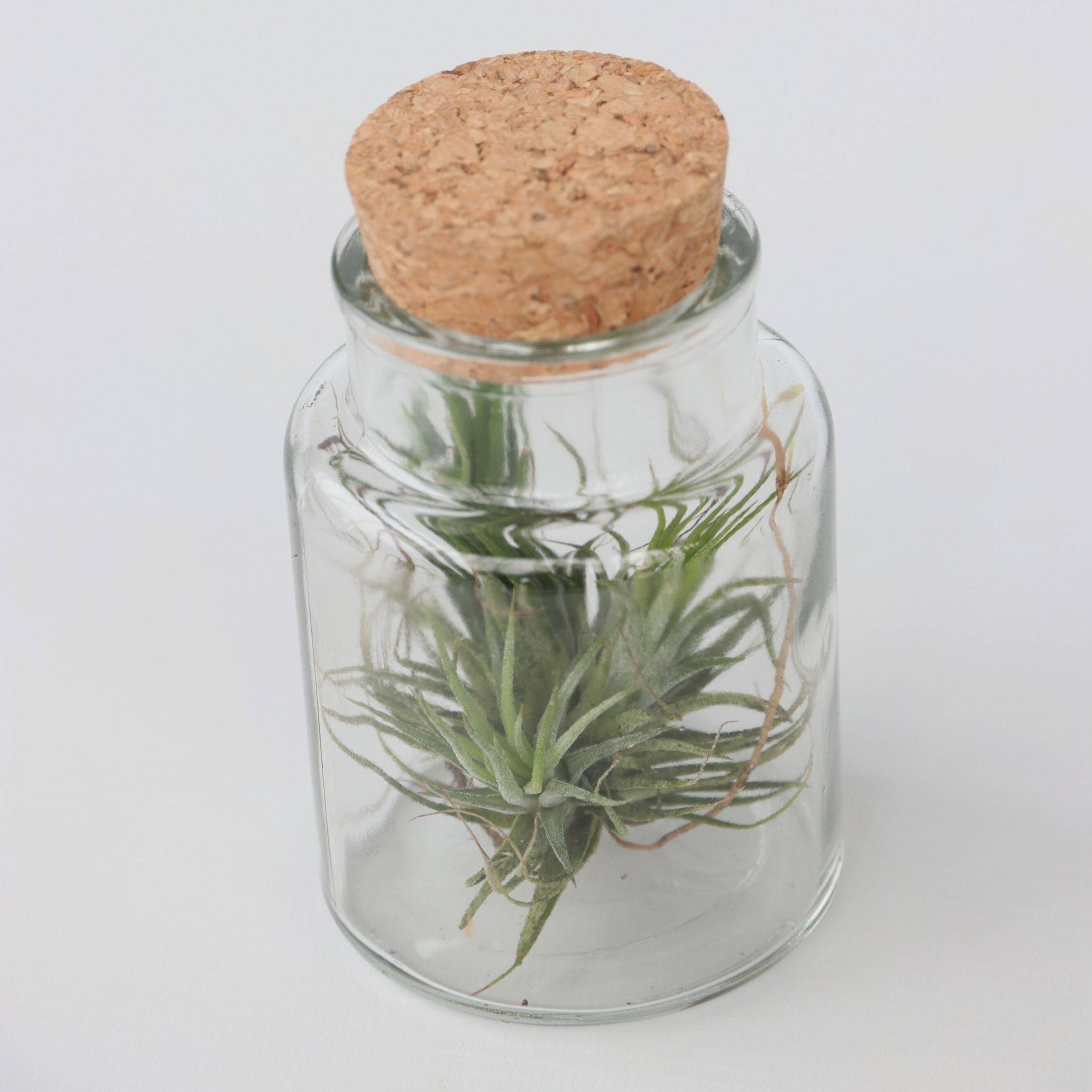 Plant In A Box - Plante aérienne - Set de 3 - Tillandsia - Hauteur 5-15cm - ⌀5cm - Image 4