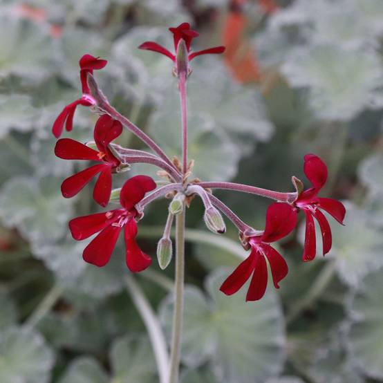 Pelargonium reiniforme x sidoides - Géranium hybride Godet de 8/9 cm