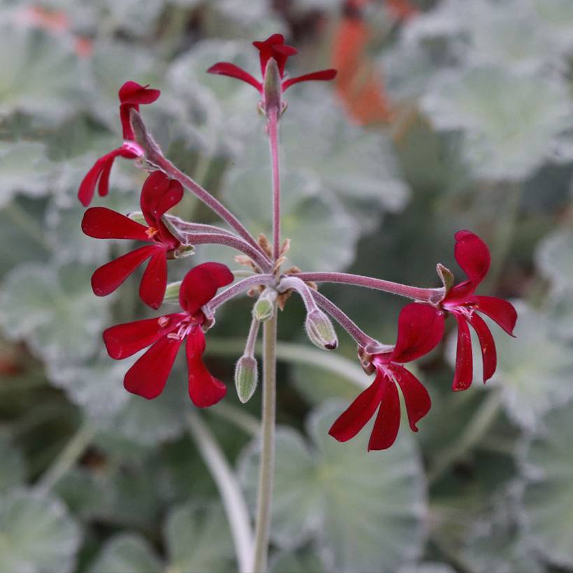 Pelargonium reiniforme x sidoides - Géranium hybride Godet de 8/9 cm