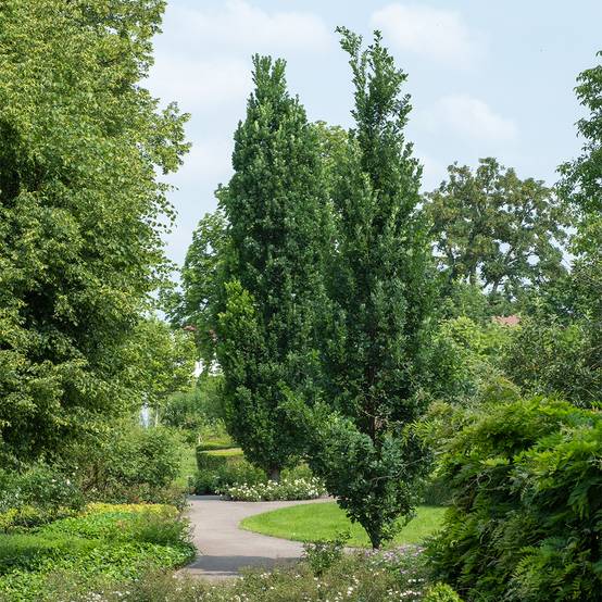 Promesse de Fleurs - Quercus robur Fastigiata Koster - Chêne pédonculé fastigié Pot de 20L/25L - Image 1