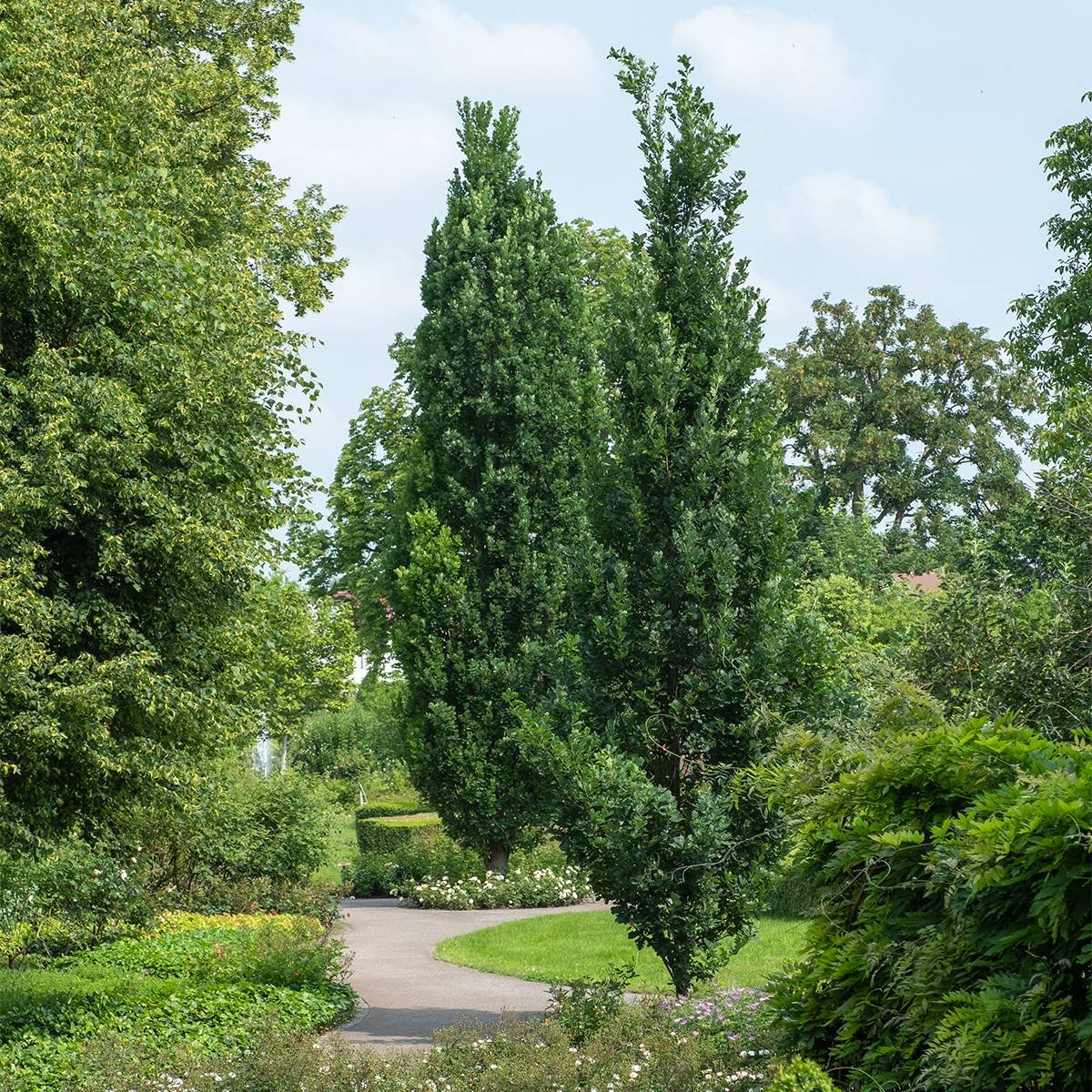 Promesse de Fleurs - Quercus robur Fastigiata Koster - Chêne pédonculé fastigié Pot de 20L/25L - Image 1