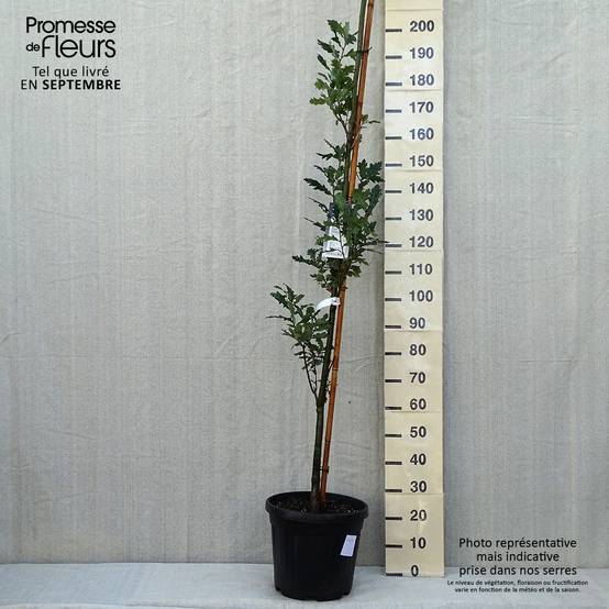 Promesse de Fleurs - Quercus robur Fastigiata Koster - Chêne pédonculé fastigié Pot de 20L/25L - Image 2