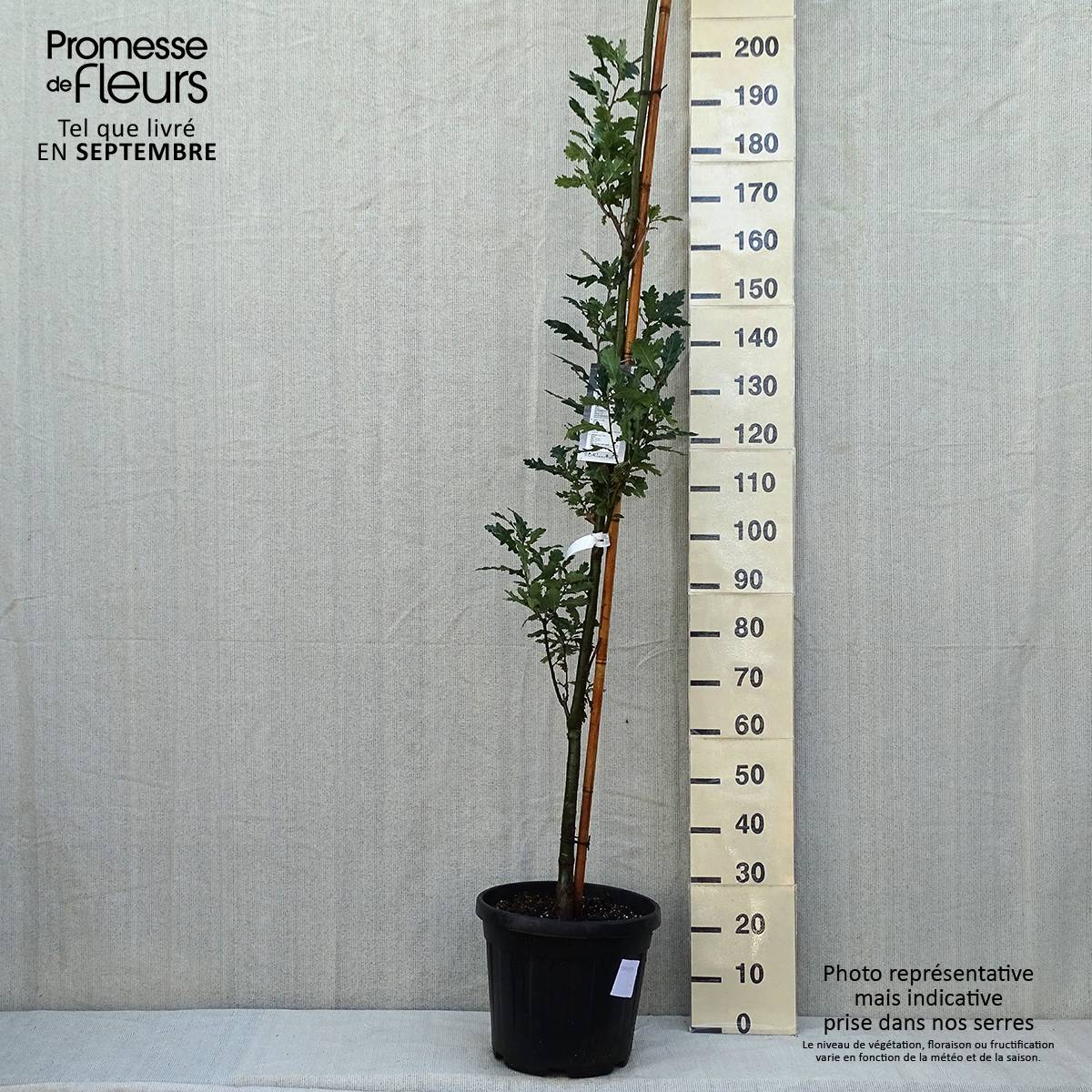 Promesse de Fleurs - Quercus robur Fastigiata Koster - Chêne pédonculé fastigié Pot de 20L/25L - Image 2