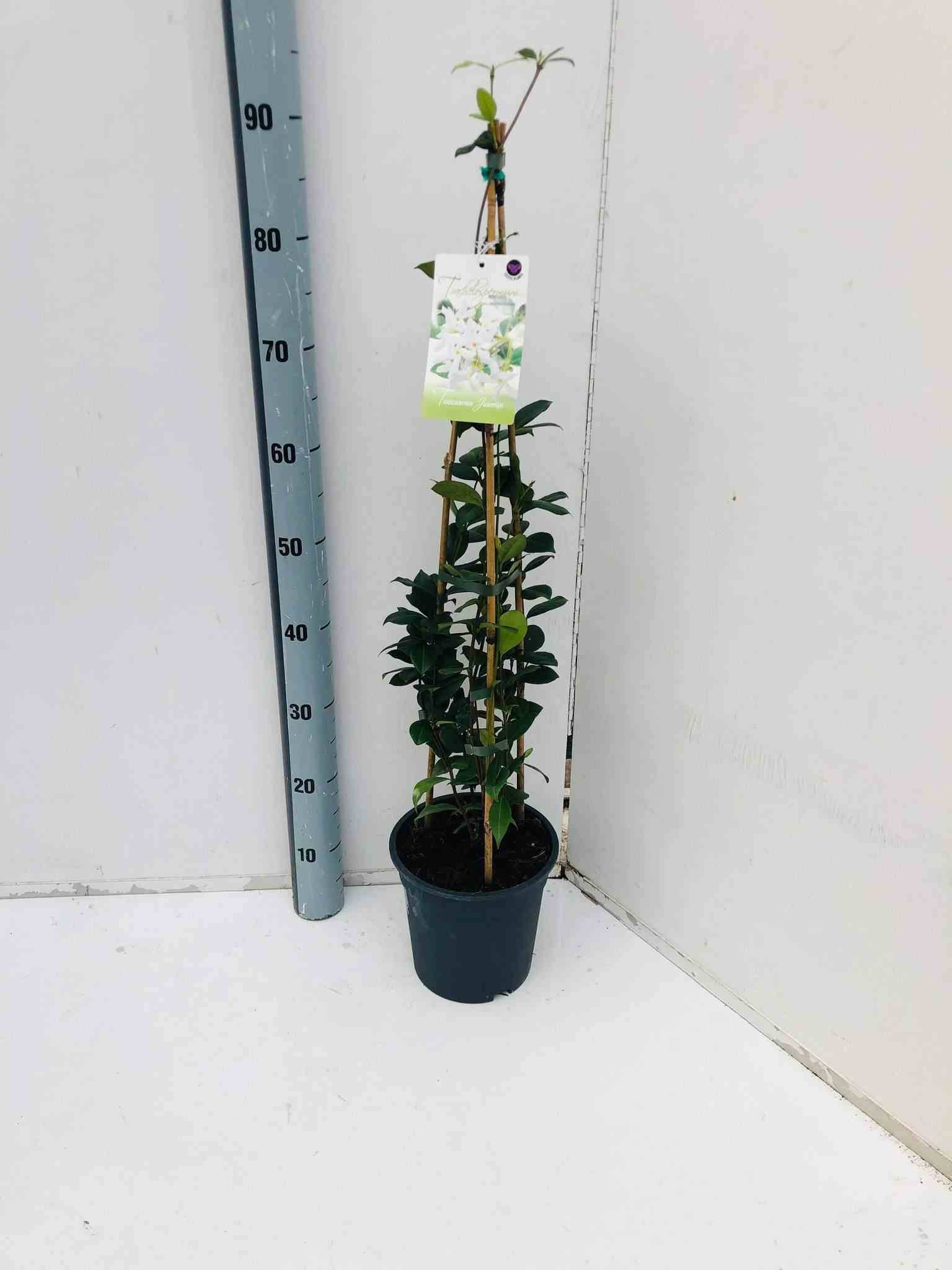 Sans Marque - Trachelospermum jasminoides (Jasmin étoilé) Couleur floraison:Blanc - Taille:Pot de 3 litres ? 60/80 cm - Image 2