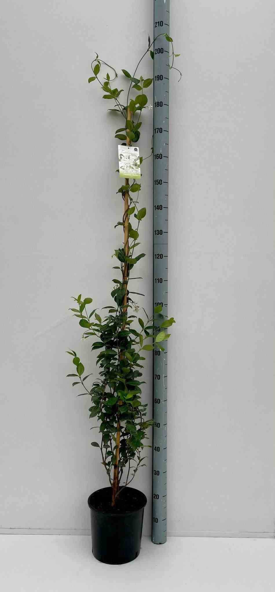 Sans Marque - Trachelospermum jasminoides (Jasmin étoilé) Couleur floraison:Blanc - Taille:Pot de 3 litres ? 60/80 cm - Image 3