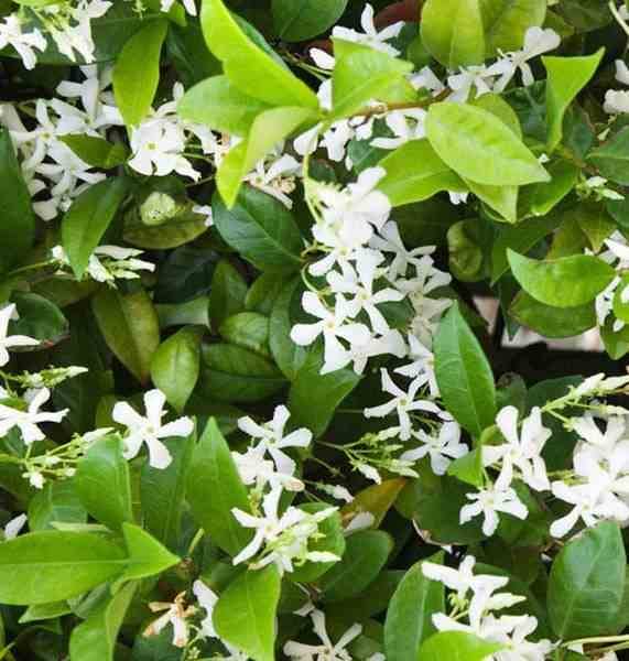 Sans Marque - Trachelospermum jasminoides (Jasmin étoilé) Couleur floraison:Blanc - Taille:Pot de 3 litres ? 60/80 cm - Image 4
