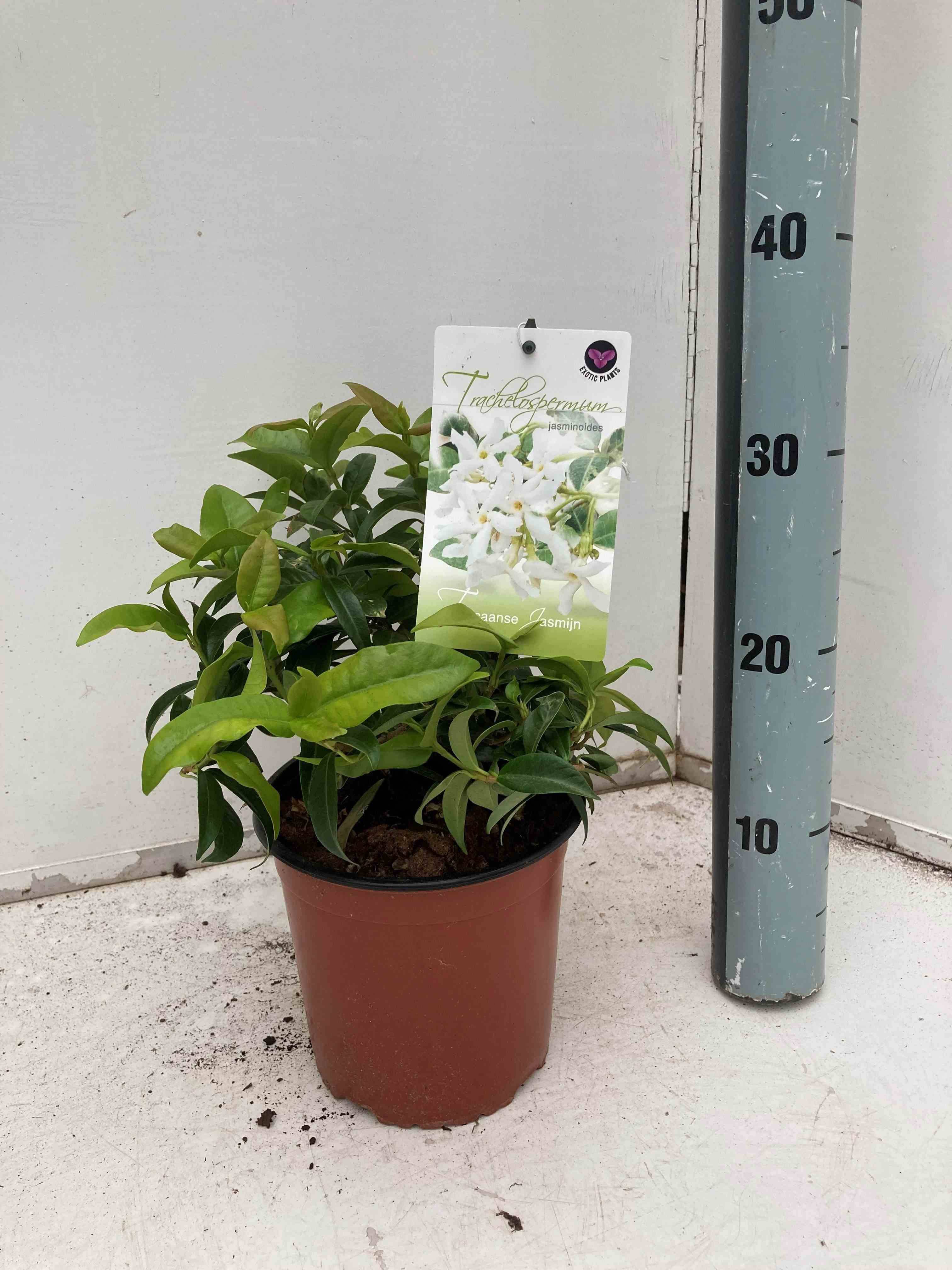 Sans Marque - Trachelospermum jasminoides (Jasmin étoilé) Couleur floraison:Blanc - Taille:Pot de 3 litres ? 60/80 cm - Image 1