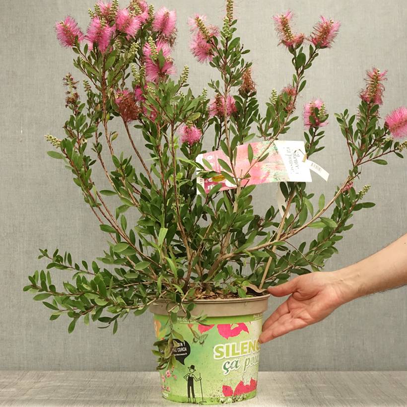 Promesse de Fleurs - Callistemon viminalis Hot Pink – Rince bouteille Pot de 6L/7L - Image 2