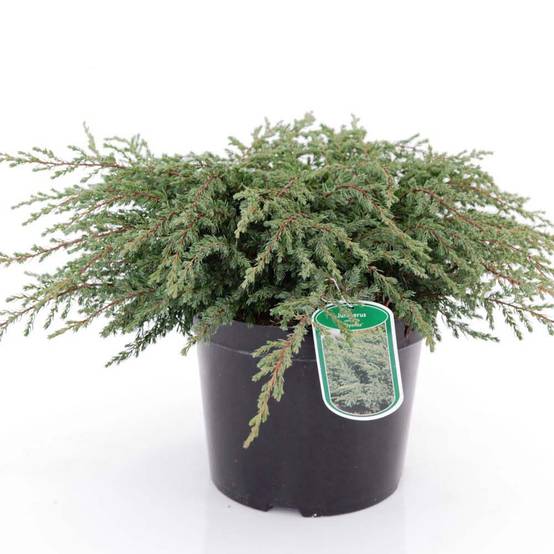 Genévrier commun - Juniperus communis Repanda Godet de 8/9 cm - Image 1