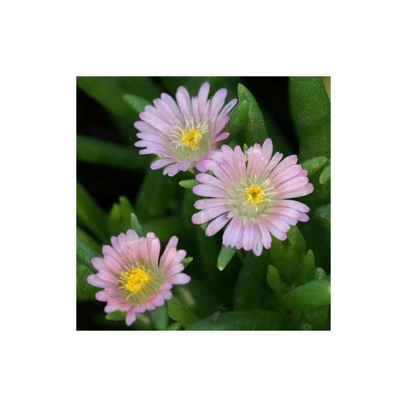 Delosperma Jewel of Desert Rosequartz®, Pourpier vivace à fleurs Rose/ - feuillage Persistant - Godet - 5/20 cm - Image 3