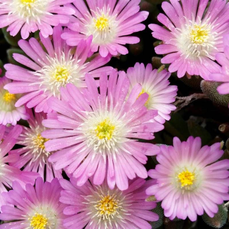 Delosperma Jewel of Desert Rosequartz®, Pourpier vivace à fleurs Rose/ - feuillage Persistant - Godet - 5/20 cm - Image 2