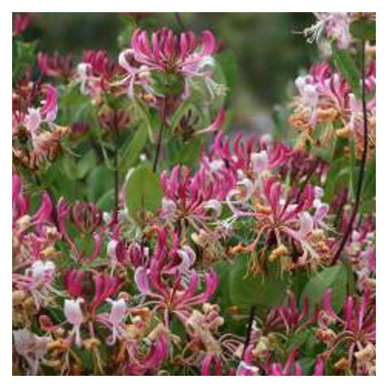 Chèvrefeuille CAPRILIA® Imperial 'Inov 86' à fleurs Rose - feuillage Persistant - Godet - 5/10 cm- hauteur à maturité De 3,00 m à 5,00 m - Image 5