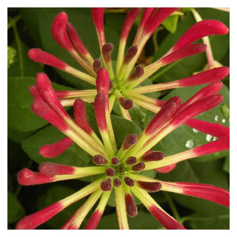 Chèvrefeuille CAPRILIA® Imperial 'Inov 86' à fleurs Rose - feuillage Persistant - Godet - 5/10 cm- hauteur à maturité De 3,00 m à 5,00 m - Image 6