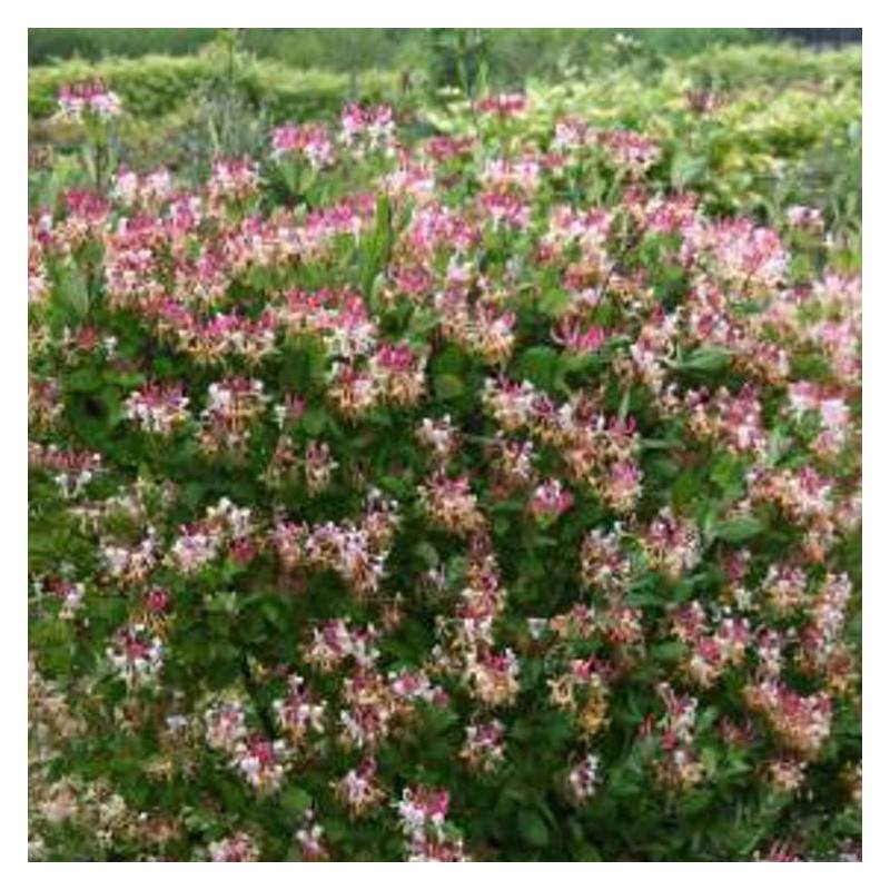 Chèvrefeuille CAPRILIA® Imperial 'Inov 86' à fleurs Rose - feuillage Persistant - Godet - 5/10 cm- hauteur à maturité De 3,00 m à 5,00 m - Image 4