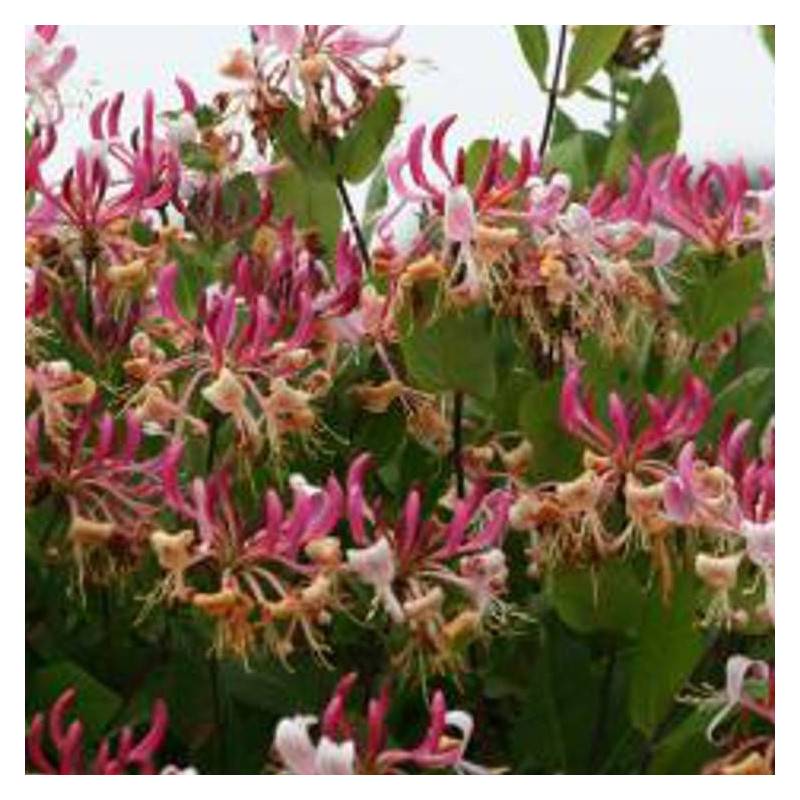 Chèvrefeuille CAPRILIA® Imperial 'Inov 86' à fleurs Rose - feuillage Persistant - Godet - 5/10 cm-  hauteur à maturité De 3,00 m à 5,00 m - Image 7