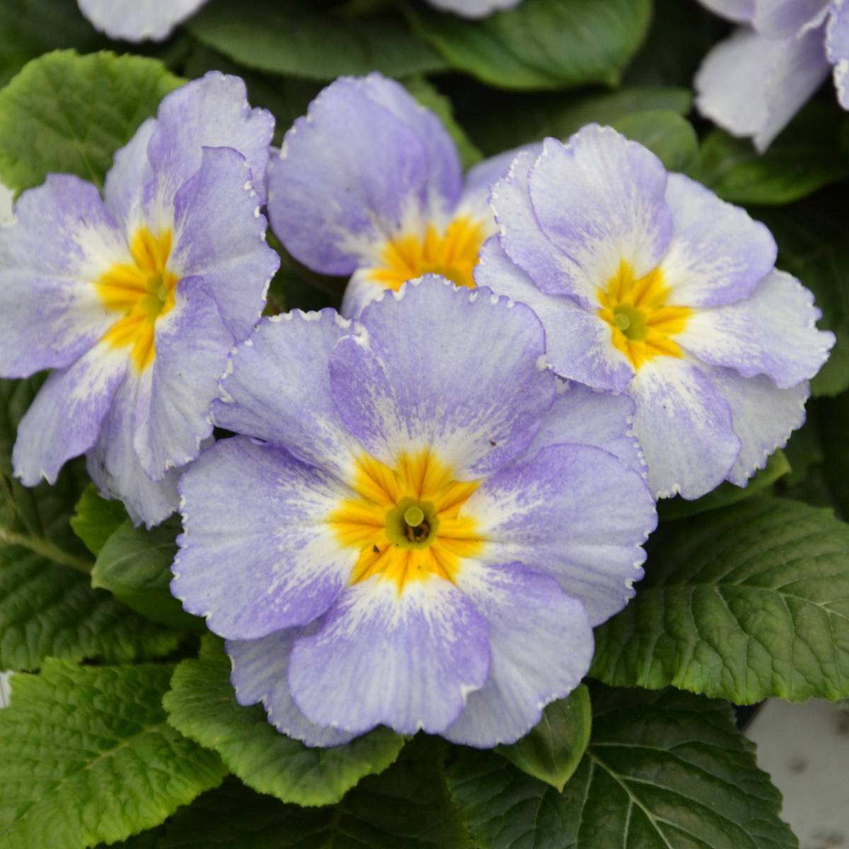 Promesse de Fleurs - Primevère Porcelain Blue - Primula Mini-motte Ø 3/4 cm (par 5)