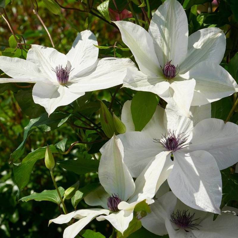 Clématite Tsukiko™ 'Evipo110' à fleurs Blanche - feuillage Caduc - Pot de 1,5L - Tuteur bambou 30/60 cm-  hauteur à maturité De 1,50 m à 2,00 m - Image 5
