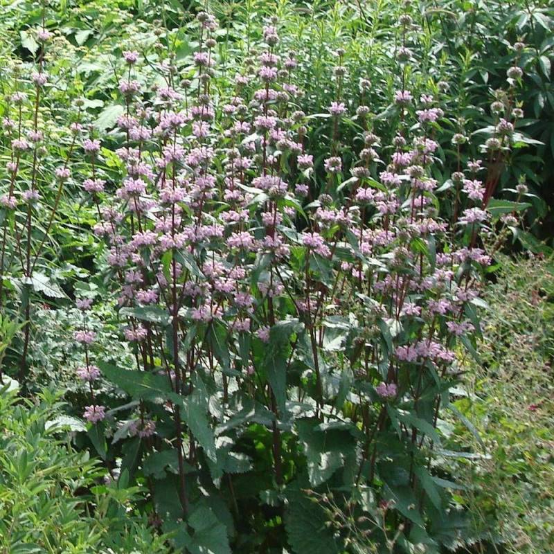 Sauge de Jérusalem tubéreuse à fleurs Rose/ - feuillage Persistant - Godet - 5/20 cm - Image 1