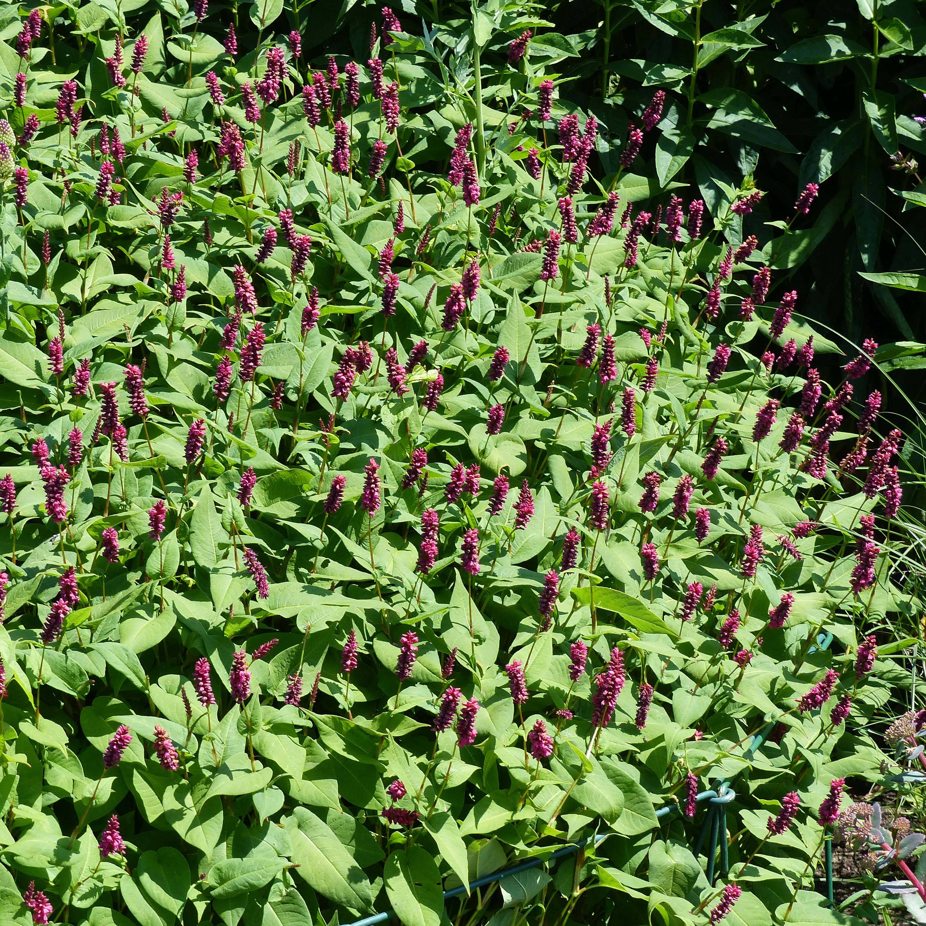Renouée - Persicaria amplexicaulis Inverleith Godet de 8/9 cm