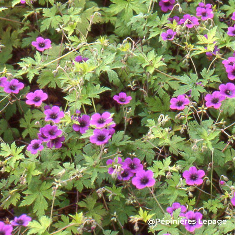 3 Géraniums 'Ann Folkard' (Geranium 'Ann Folkard') - Lot de 3 vivaces - Pépinières Naudet