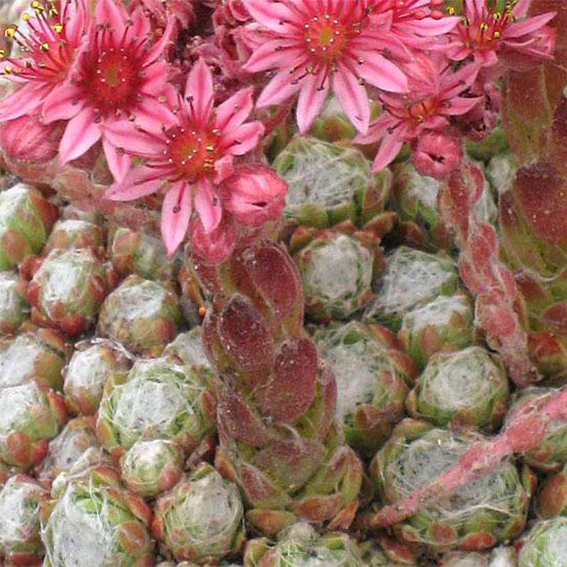 Sempervivum arachnoideum Rubrum Godet de 8/9 cm