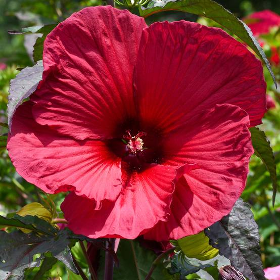 Hibiscus moscheutos Rouge Pot de 2L/3L - Image 1