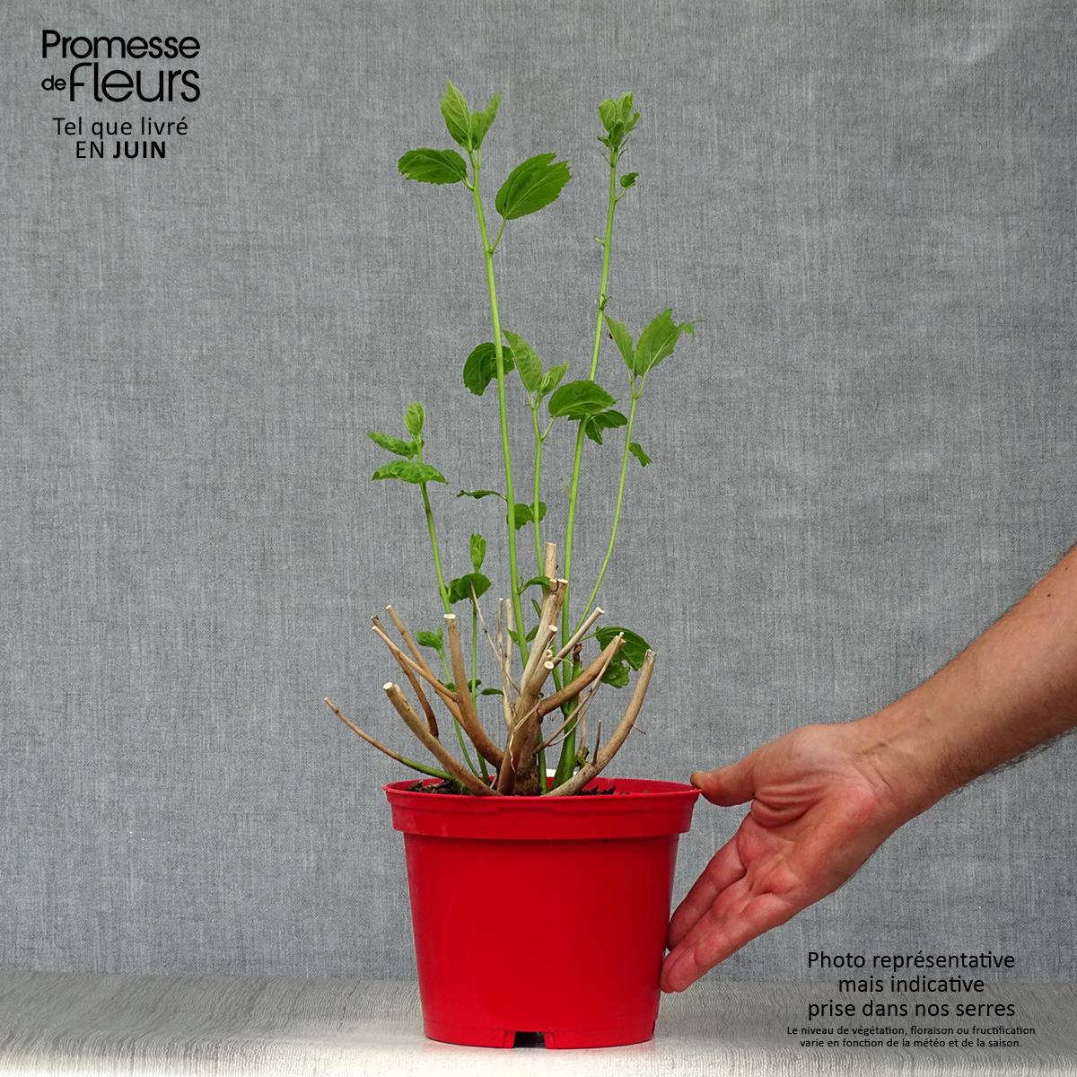 Hibiscus moscheutos Rouge Pot de 2L/3L - Image 2