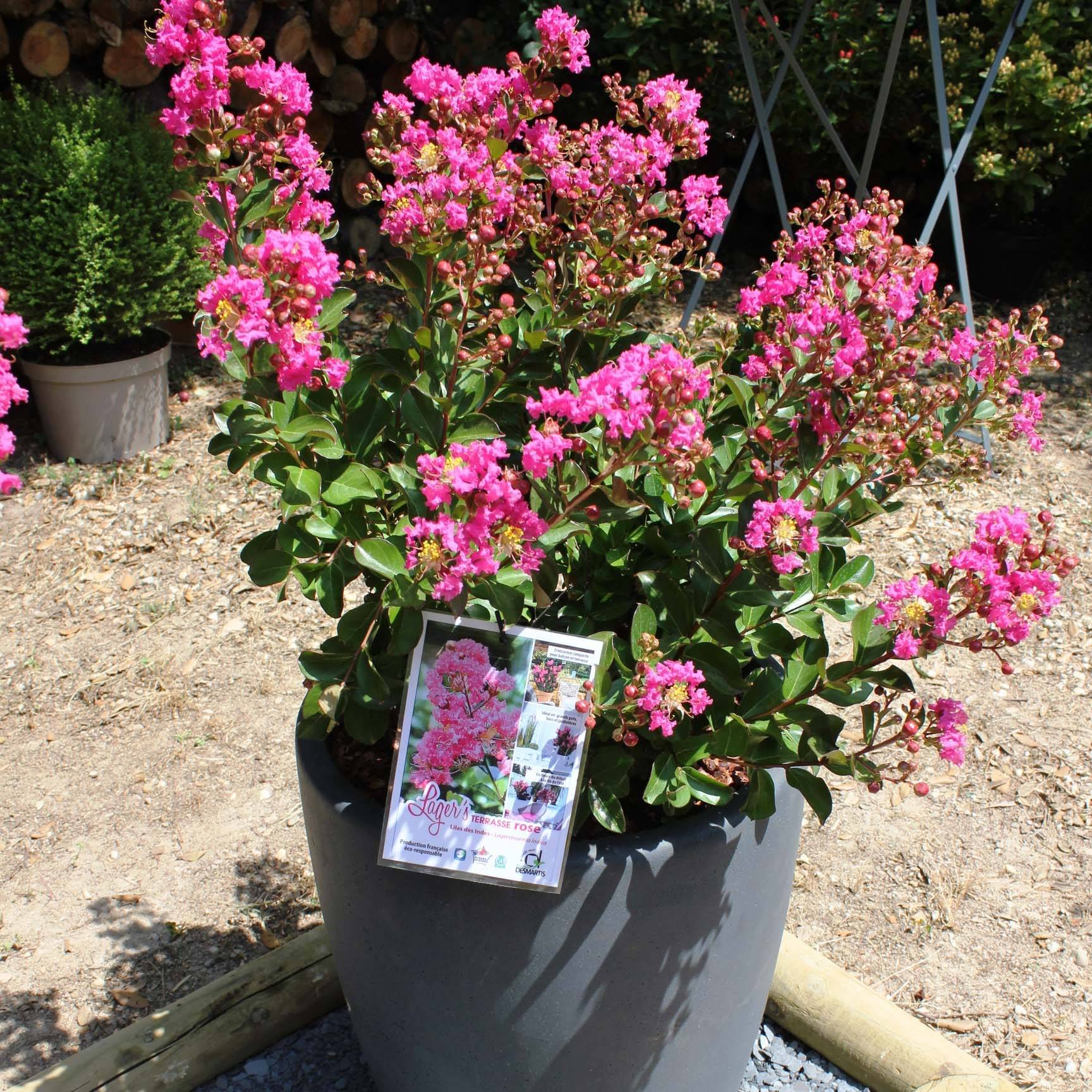 Lagerstroemia indica Terrasse Rose - Lilas des Indes Pot de 3L/4L