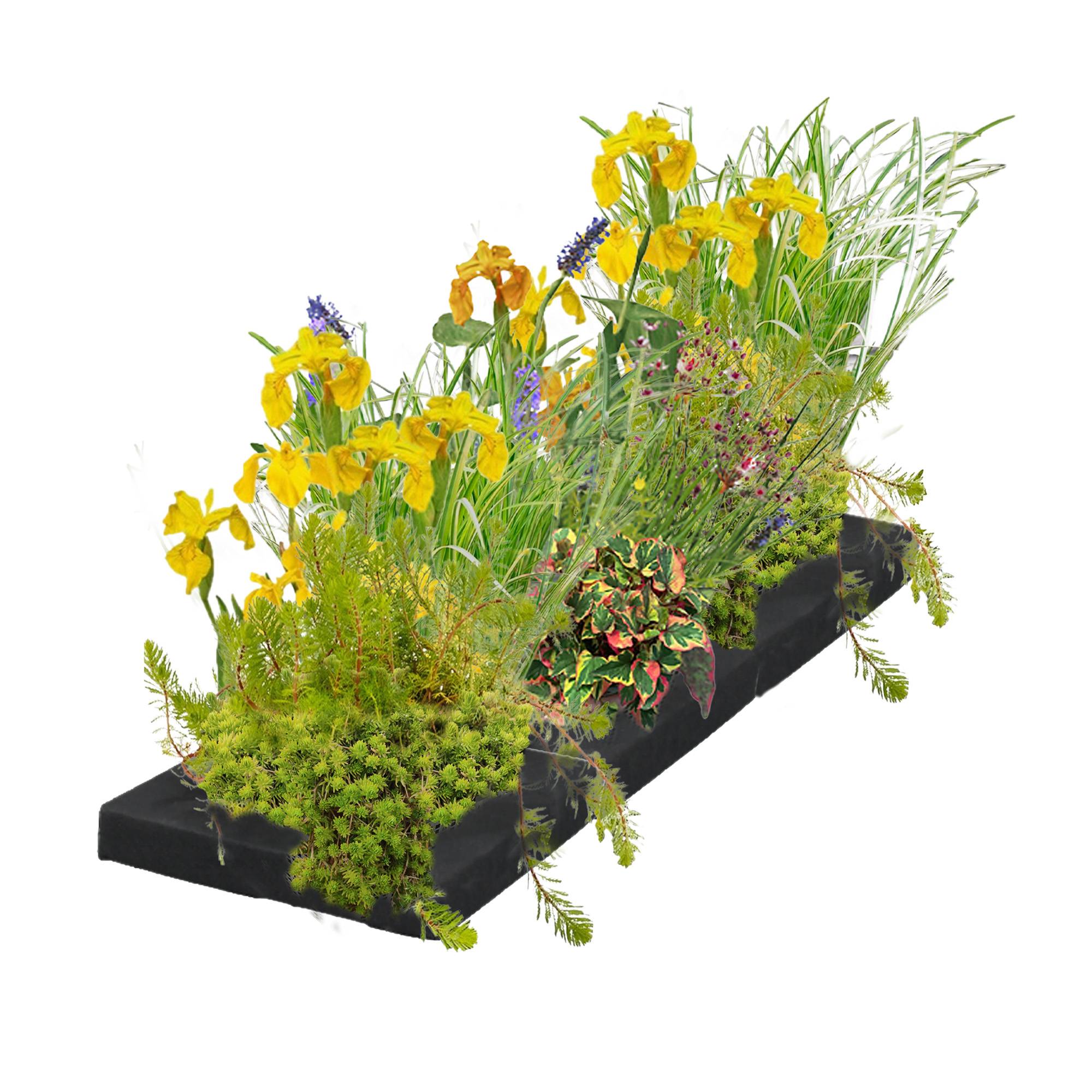 0 - Île Filtrante pour Bassin 75x25 cm - Set Complet 12 Plantes Aquatiques - Image 1