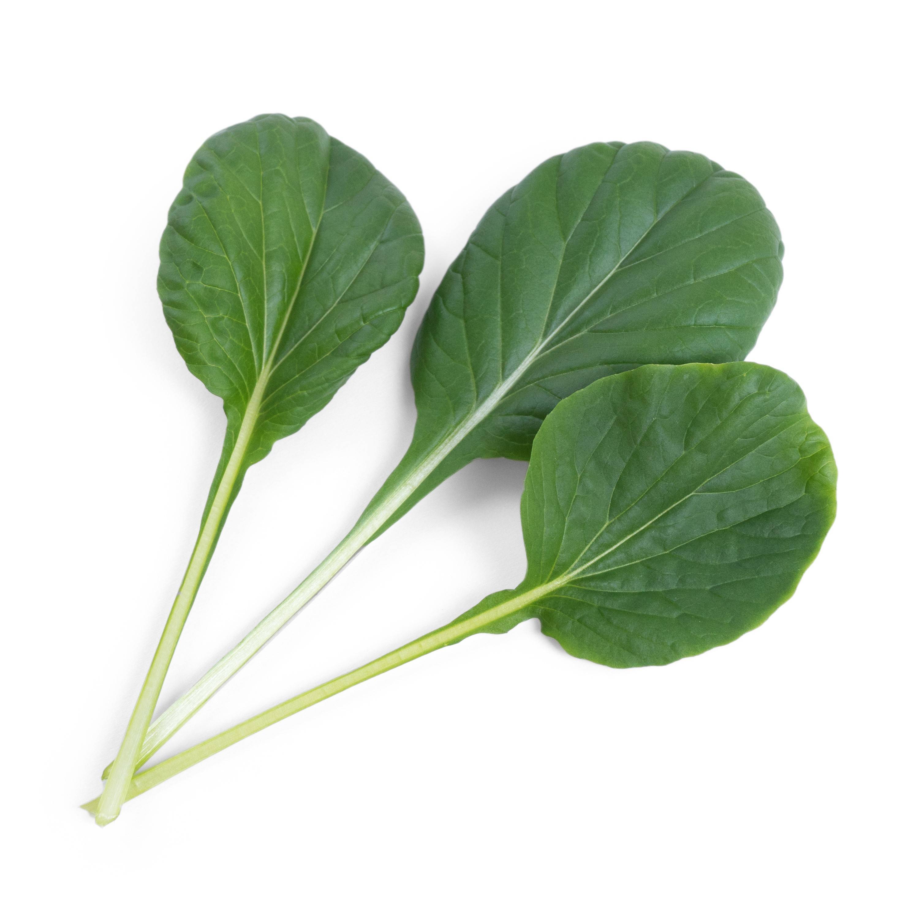 Veritable - Lingot Tatsoi BIO - Recharge prête à l'emploi - Véritable - Image 2