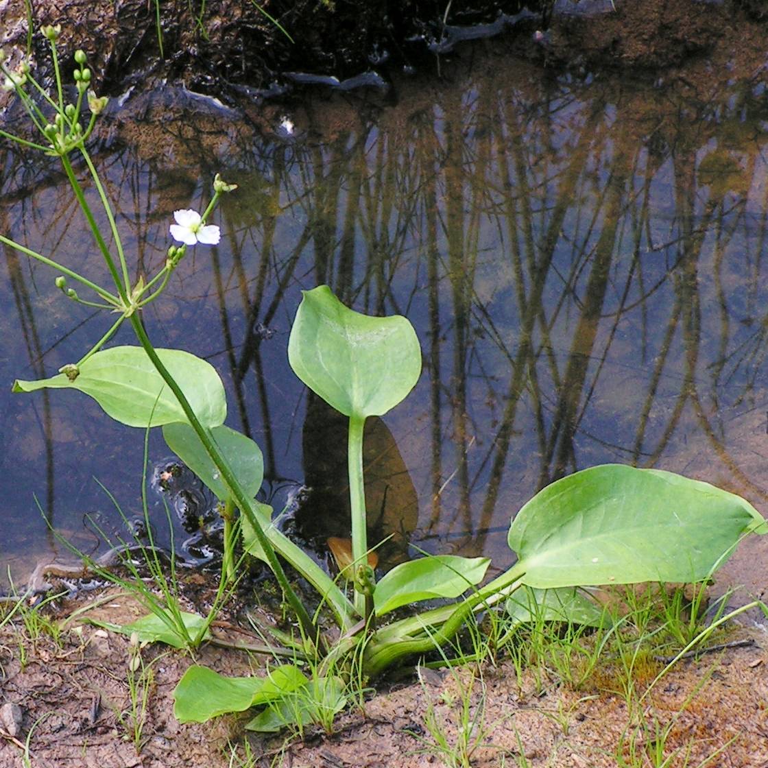 Promesse de Fleurs - Alisma parviflora - Plantain d'eau Godet de 8/9 cm