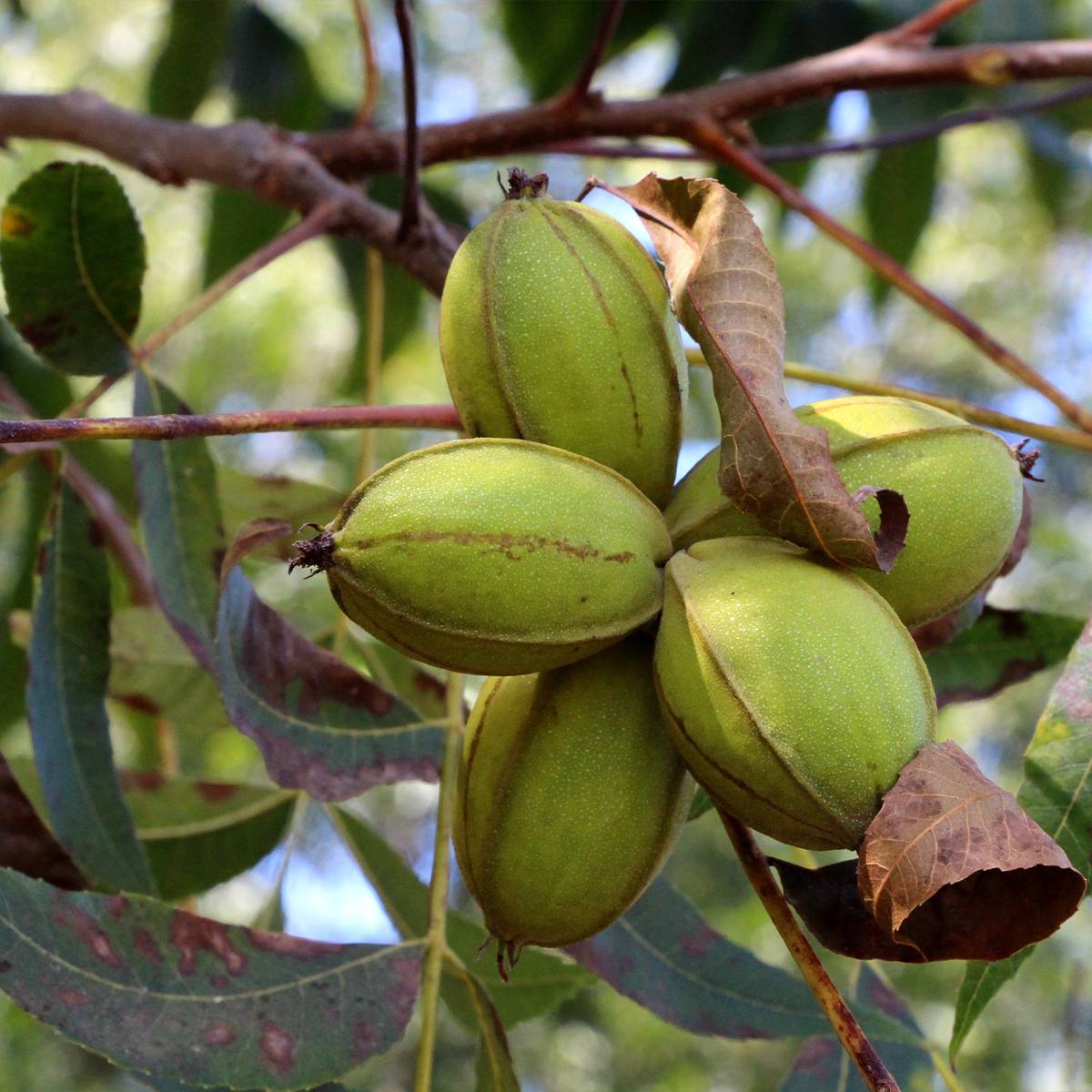 Carya illinoinensis Pawnee - Noix de Pécan - Pacanier Pot de 4L/5L