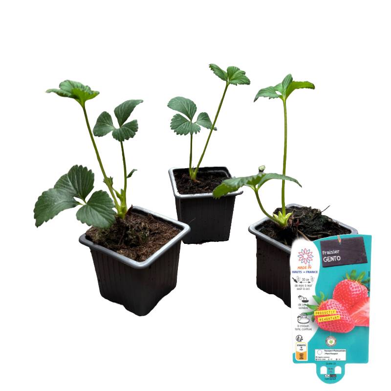 Fraisier gento Lot de 3 godets 7cm