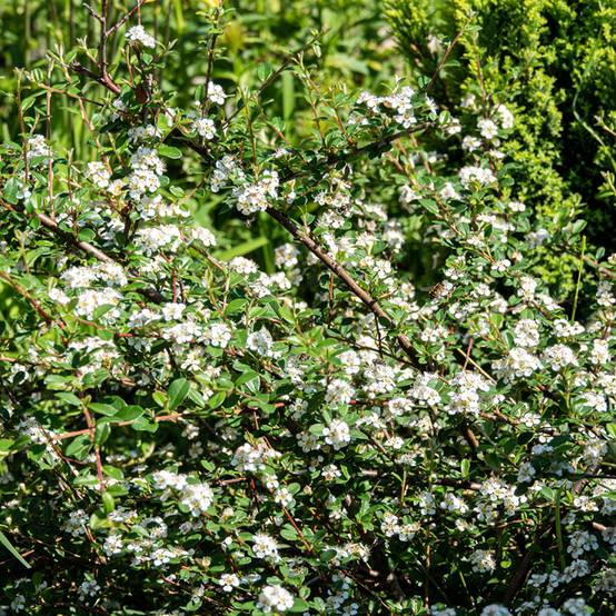 Cotoneaster dammeri Major Pot de 1L/1,5L - Image 1