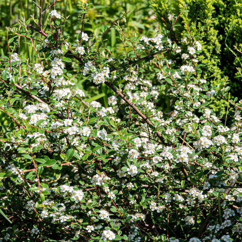 Cotoneaster dammeri Major Pot de 1L/1,5L - Image 1