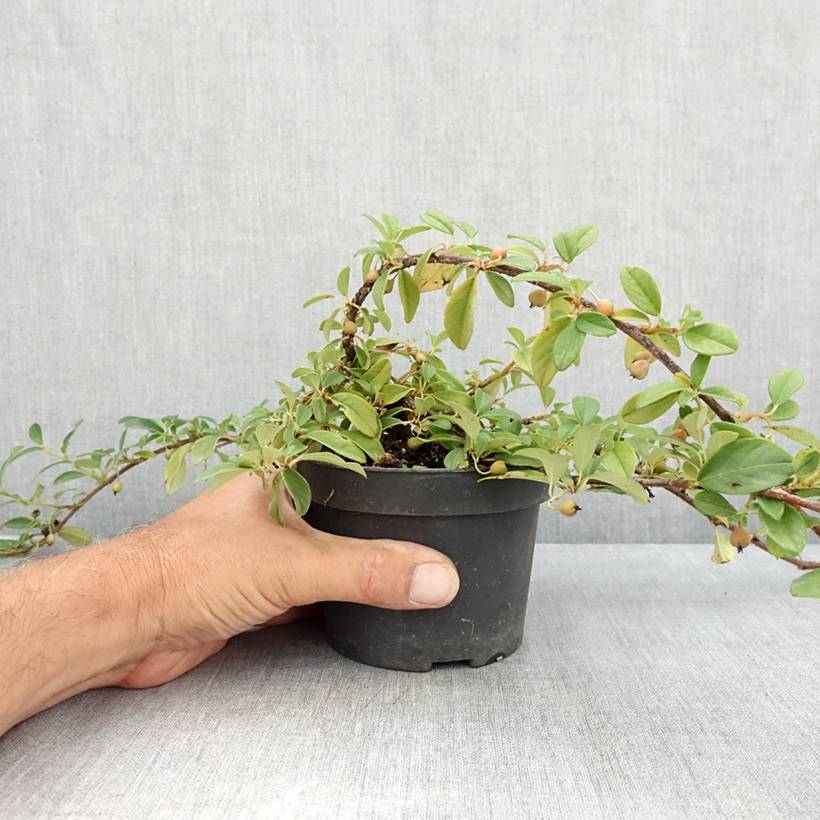 Cotoneaster dammeri Major Pot de 1L/1,5L - Image 2